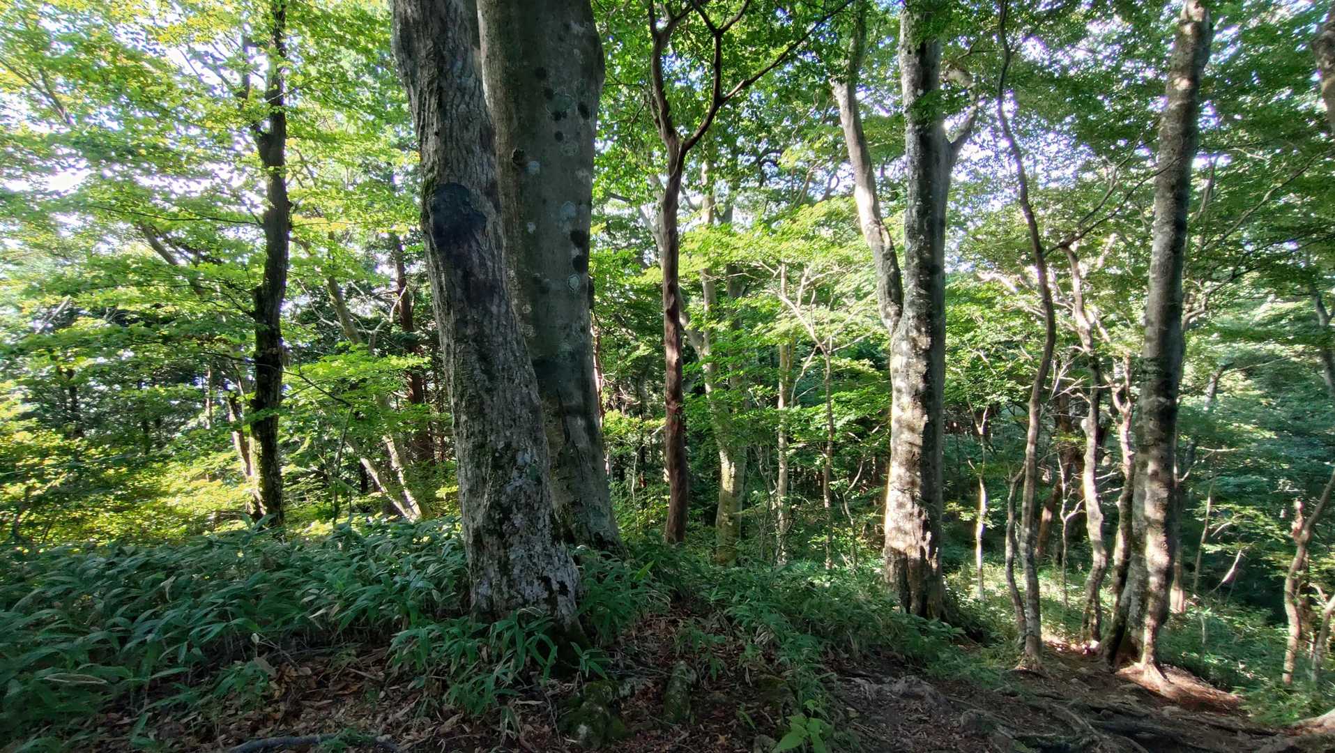 緑が綺麗✨️😀