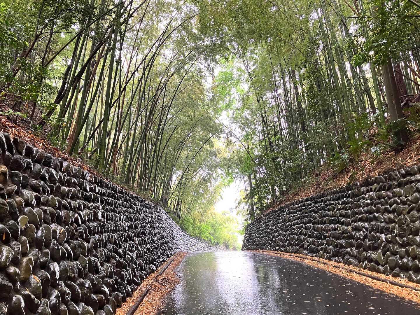 東青梅駅へ帰り道『吹上しょうぶ公園』に寄ってみましたが、まだ全然。蕾みも無し。
5月中〜下旬からの様ですよ。