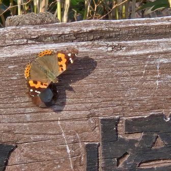 アカタテハもひと休み
