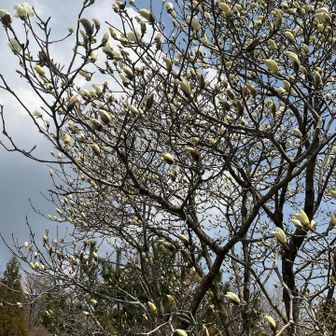 来週あたり満開になるでしょうか😍