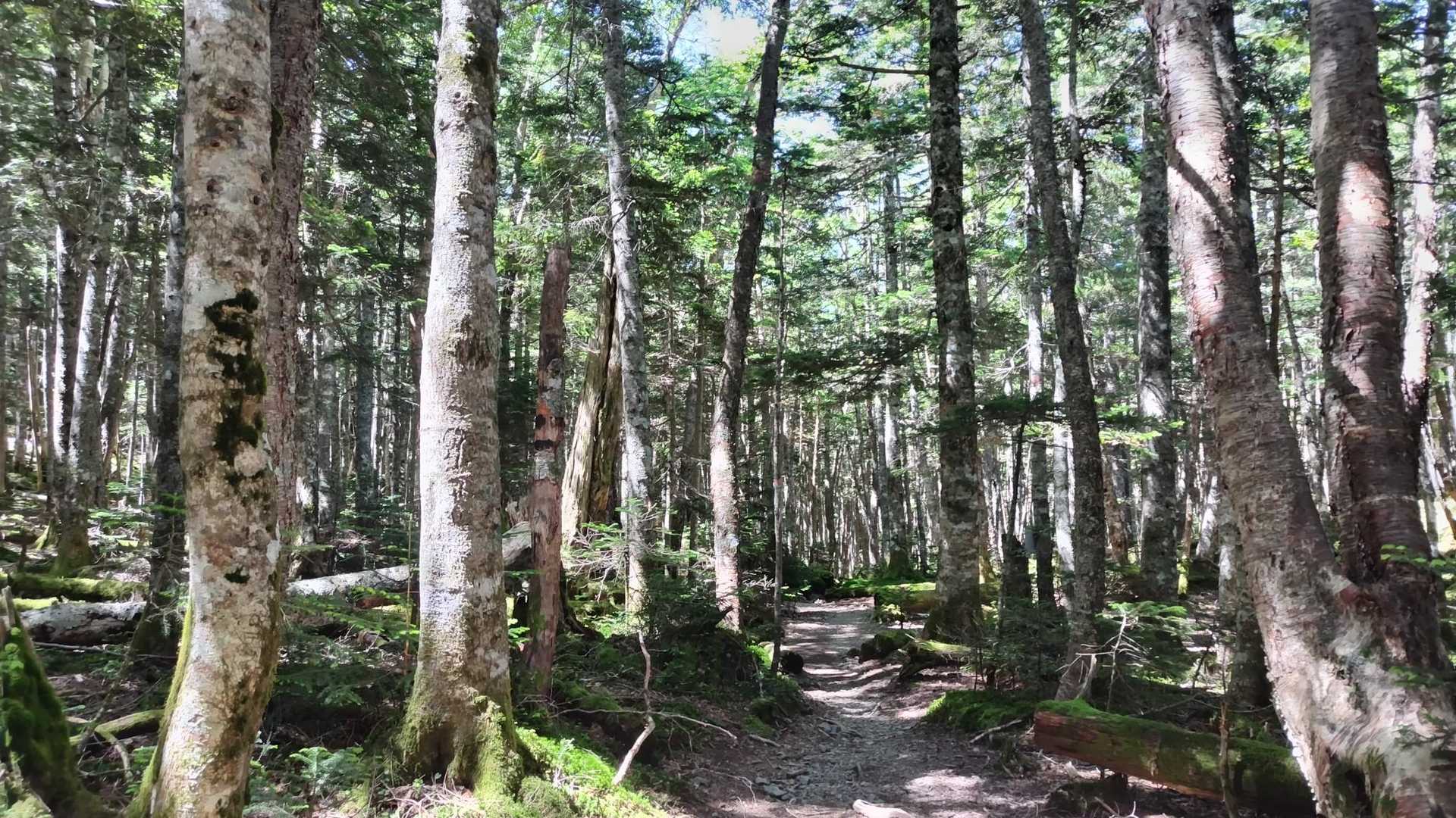 岩塊斜面が終わると樹林帯。
涼しくて気持ちいい～～✨めっちゃ良いとこだったんじゃん！