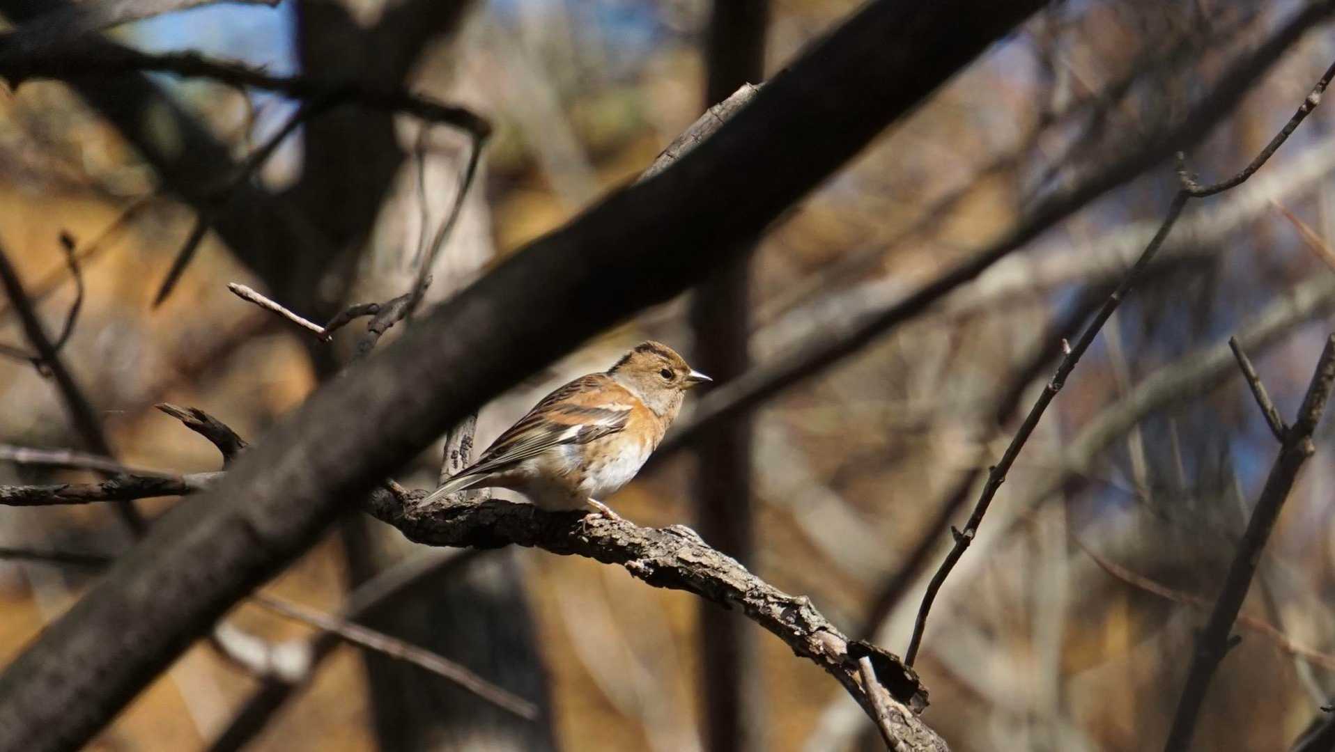 鳥さん