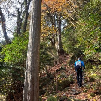 ほぼ　登り気味でして