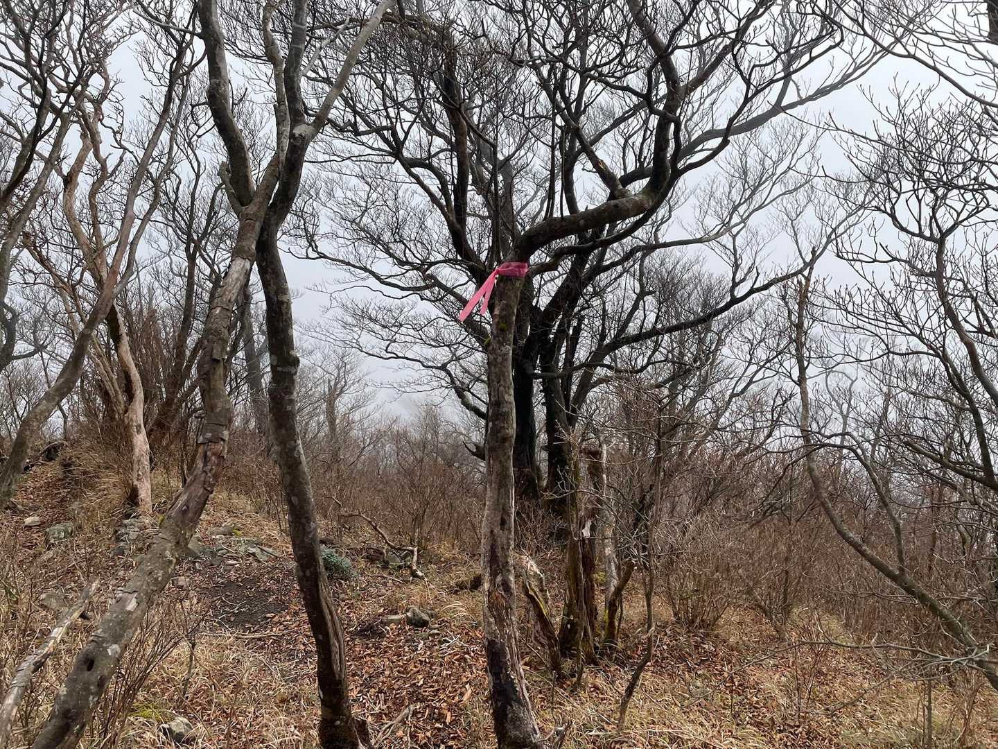 あった！
ピンクテープ発見