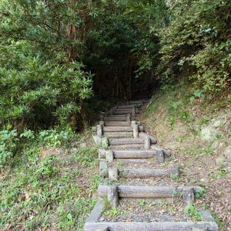 ここから整備された登山道に🥾