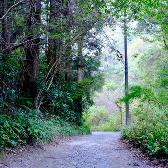 山頂までずっと林道らしい