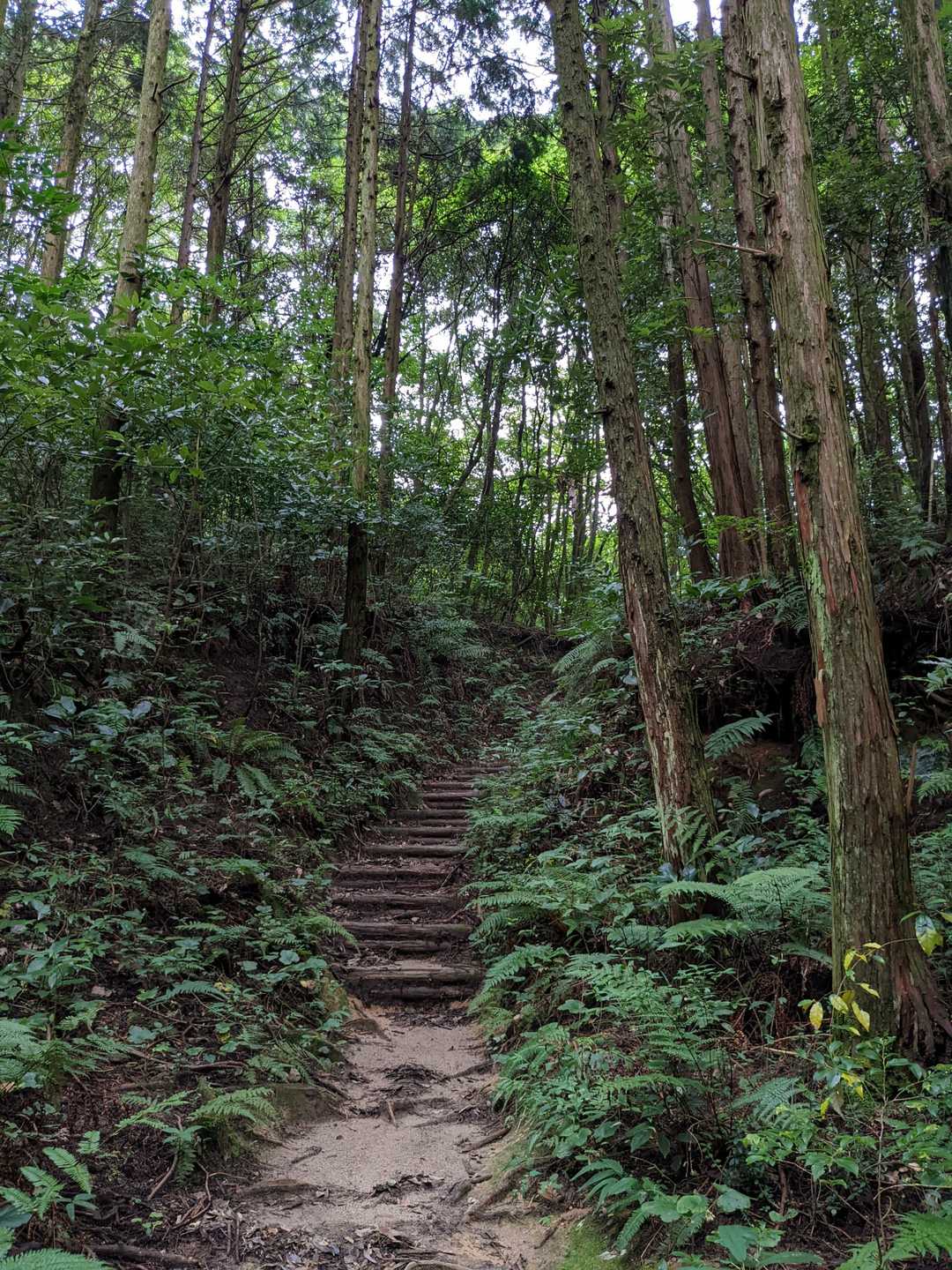 一昨日の大雨で地面は結構濡れてました☂