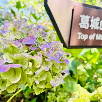 ピークを終えた紫陽花も綺麗やなー♡