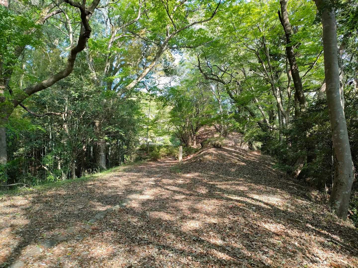 三の丸の地跡に到着！

その昔、山城なんです