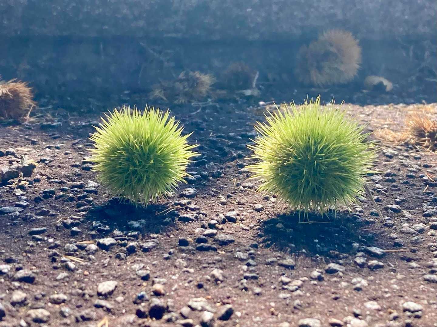 秋🌰の始まり😊