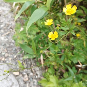 キンポウゲ