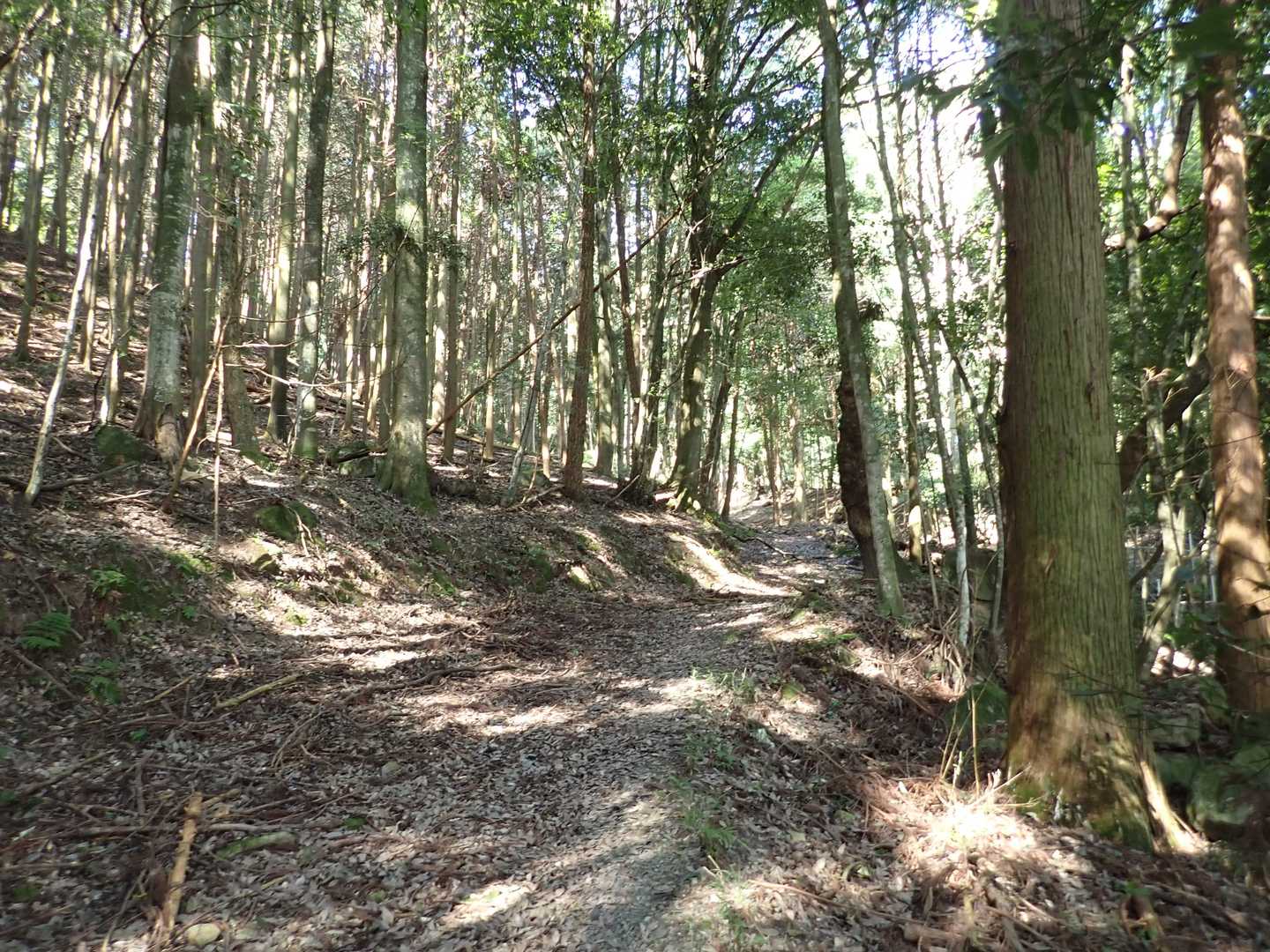 良く整備され、道幅も広い登山道