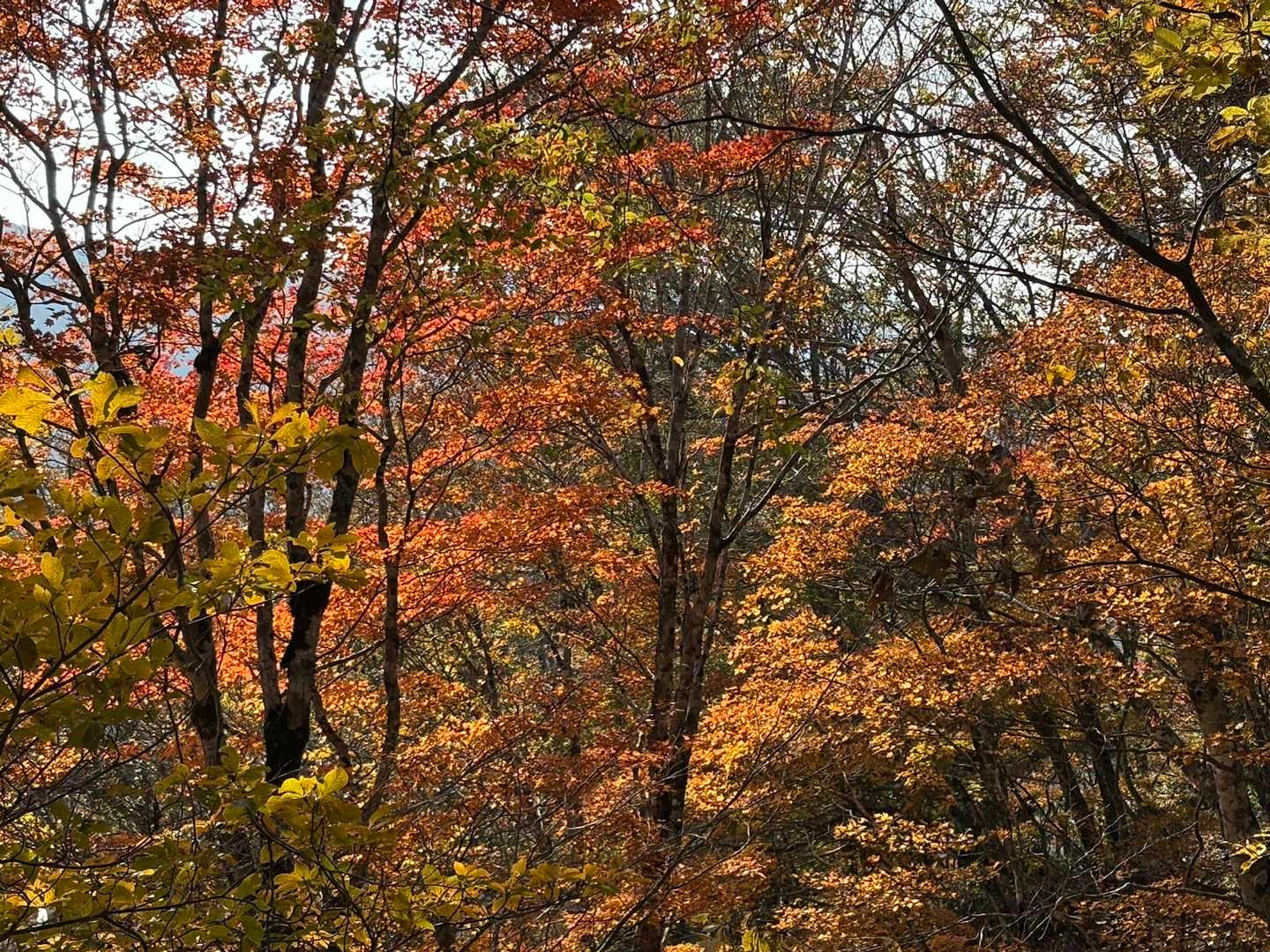 五波峠-八ヶ峰 往復コースの写真