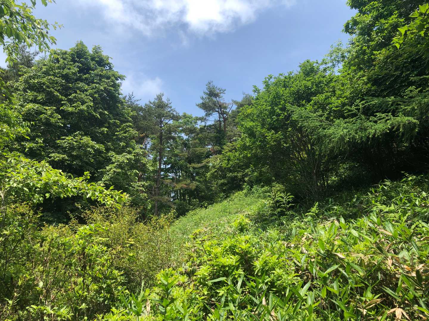 防火帯が現れれば，もうすぐ先が頂上です