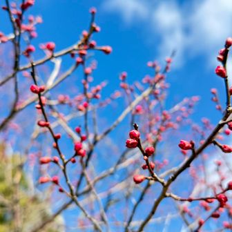 紅梅ももう少しで花開きそう