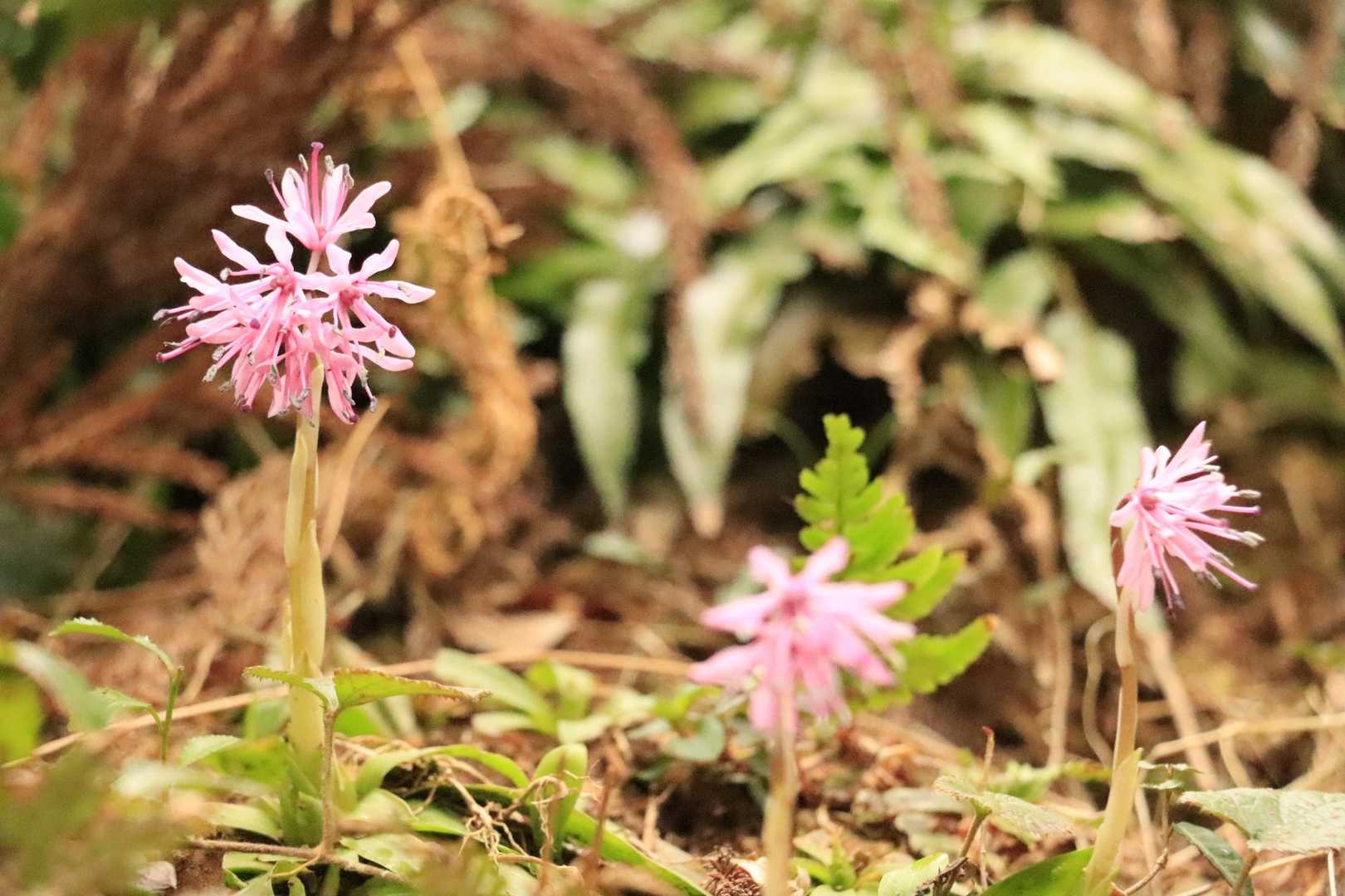 春の訪れ🌸