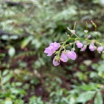 フジカンゾウ
雨にしっとりと濡れてお辞儀してました🤭