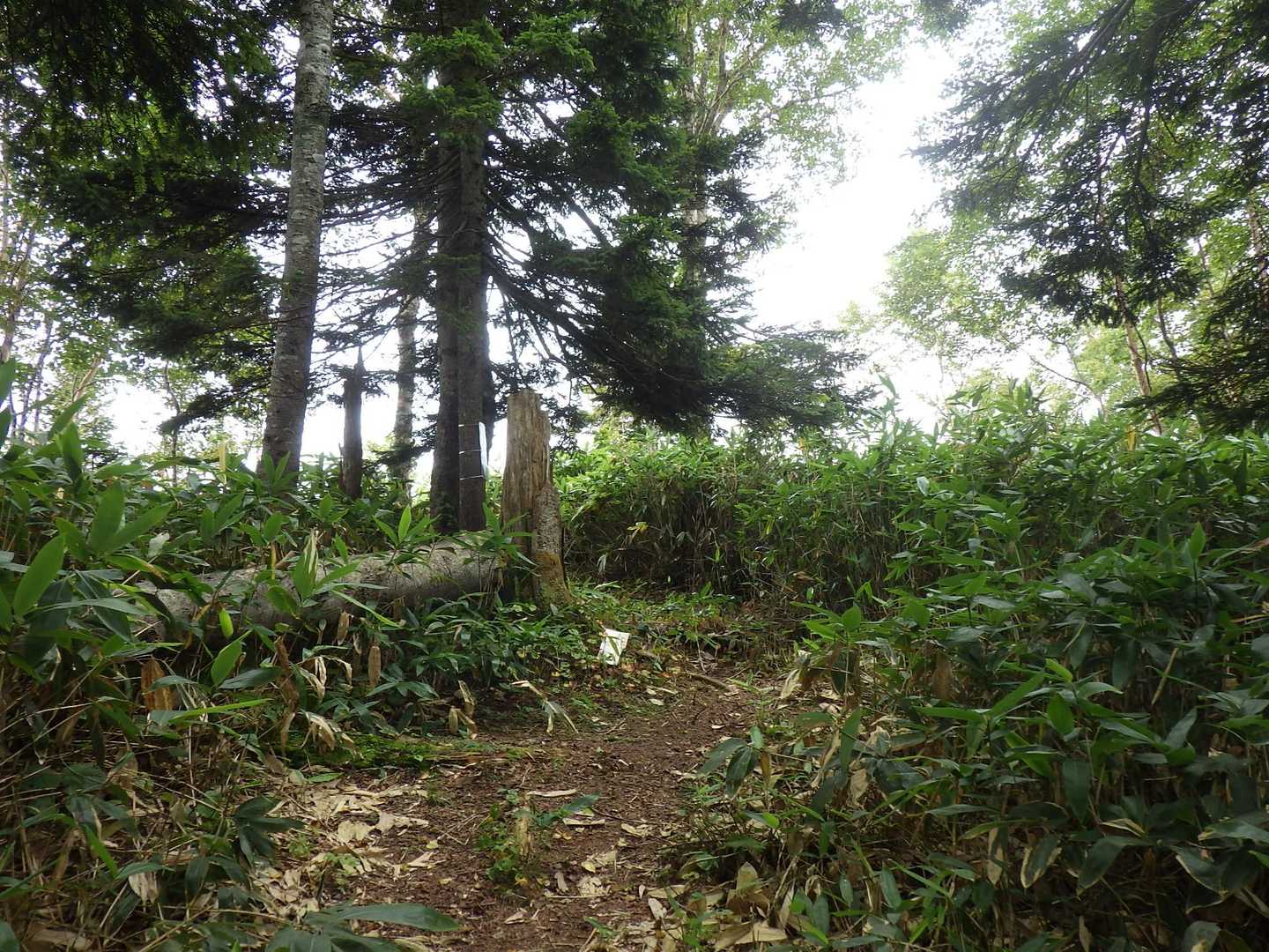 白嵓の頭