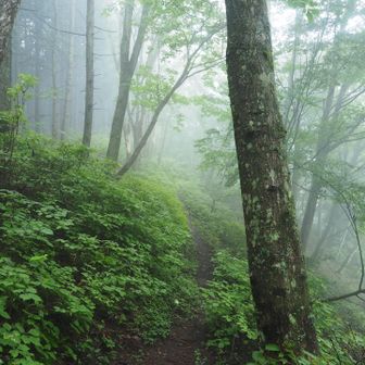 この辺り、藪漕ぎとまではいきませんが、道脇の草が生い茂っていて足元がドロドロになりました