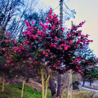 前回は、雪男になりまして....
今回は、🐒猿男🐵になる😆