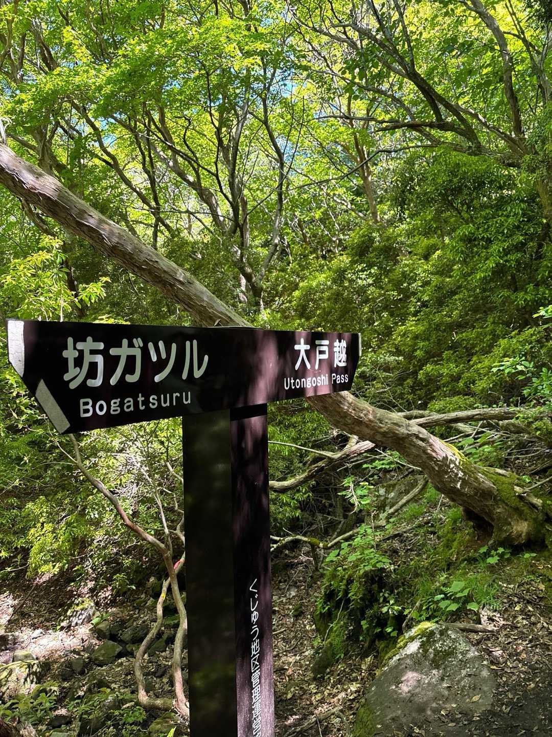 分岐
かぼちゃ道はほぼ人と会わなかったけど
ここからは渋滞覚悟で