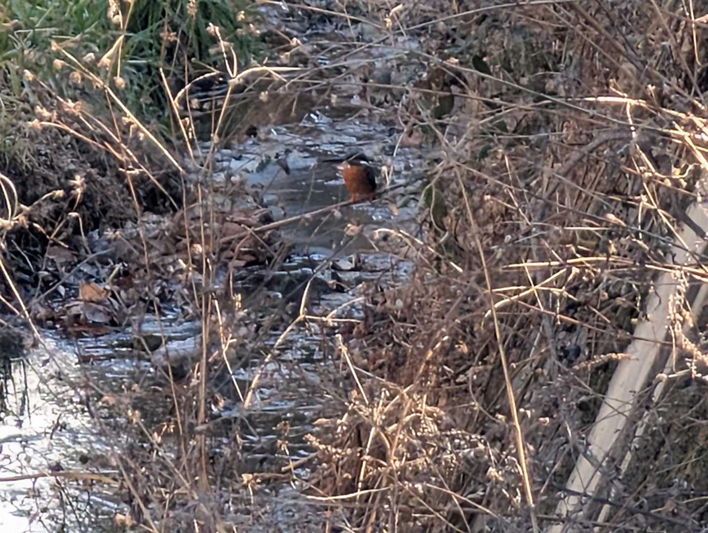 カワセミがいました📸