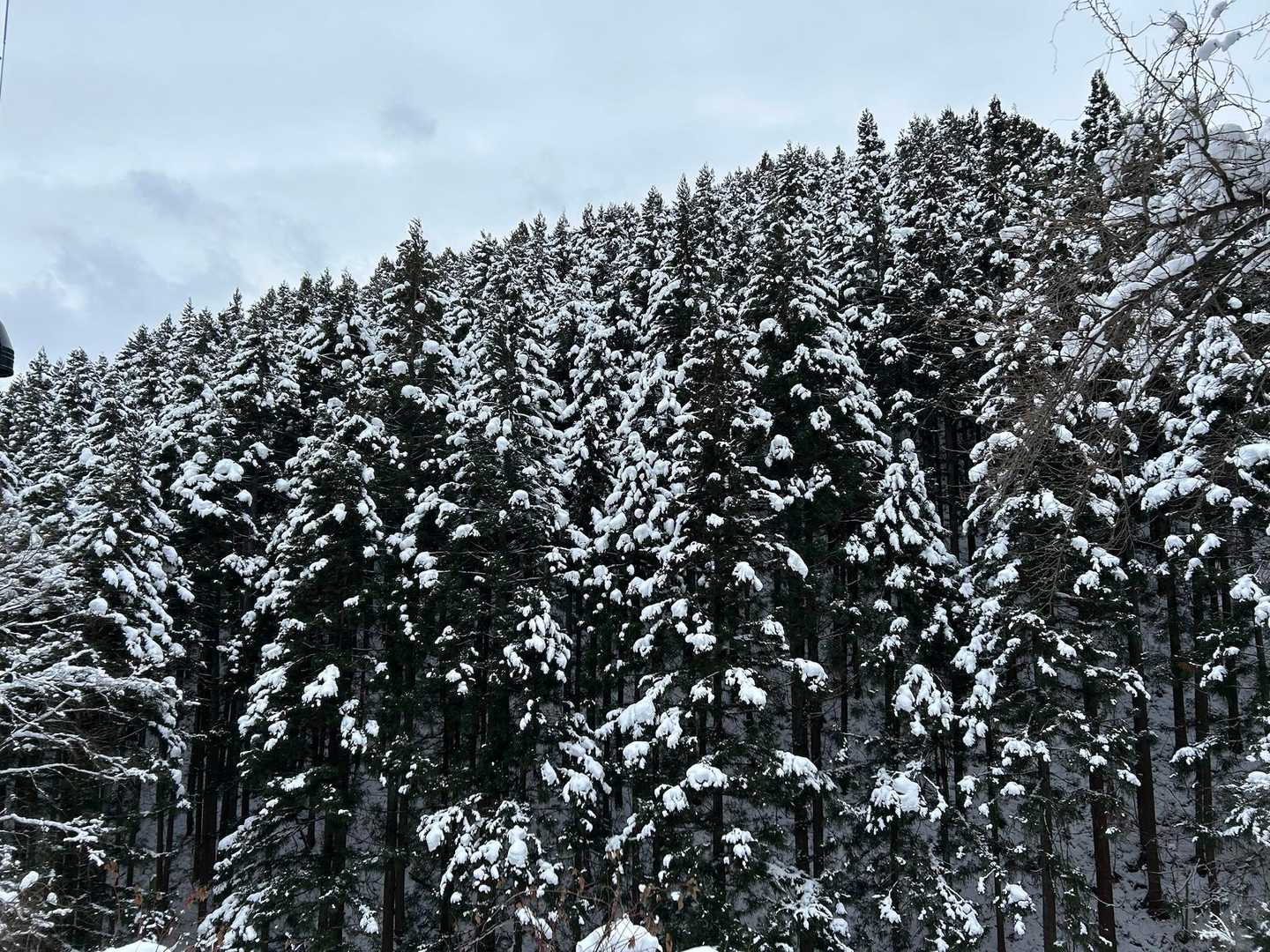 水墨画風の杉山