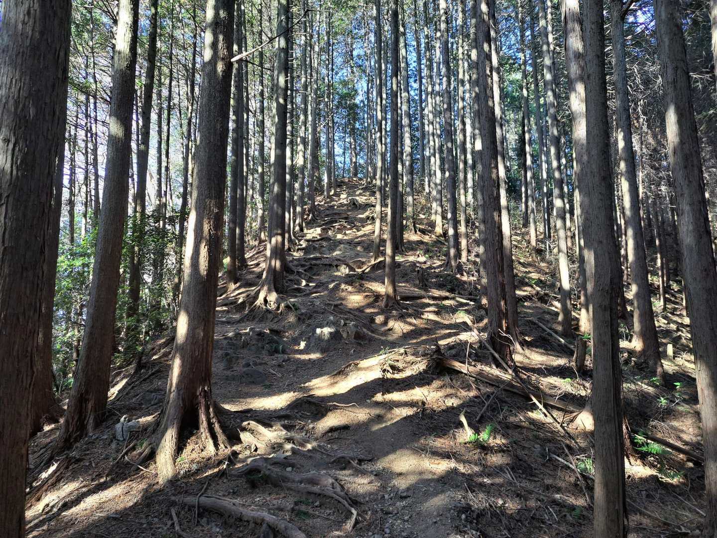 東吾野駅-天覚山-吾野ノ頭-大高山-栃屋ノ頭-六ツ石ノ頭- 縦走コースの写真