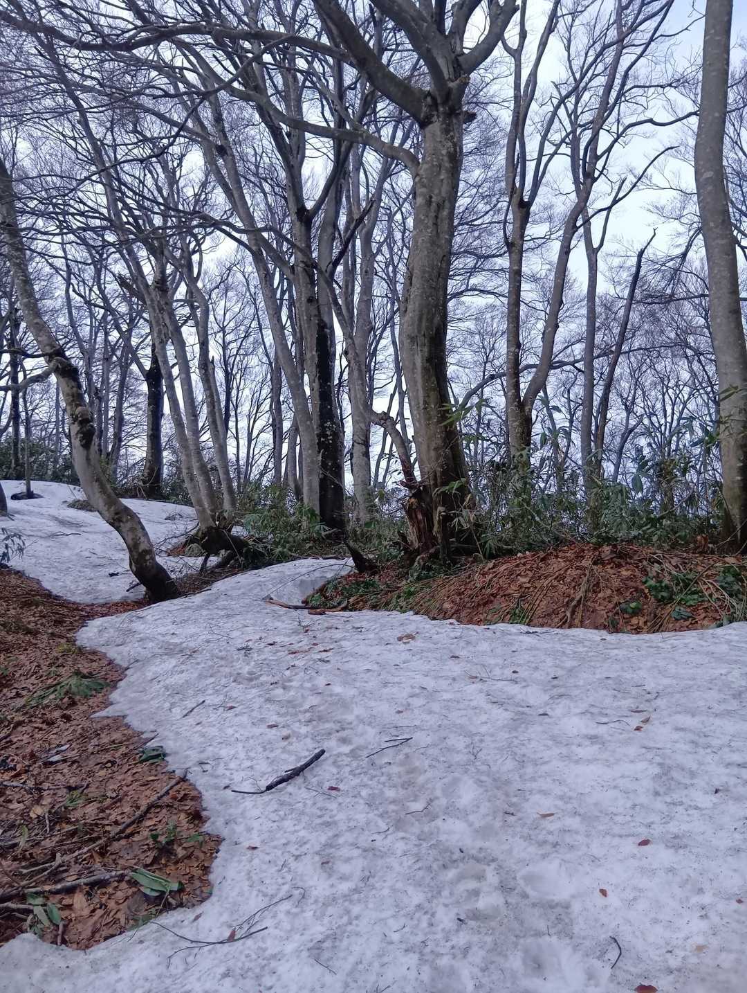 山頂付近は雪、少なめ
