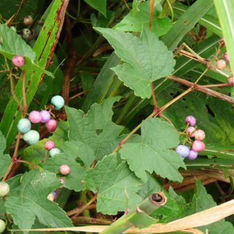 ノブドウ
虹色は虫が入ってる実、正常な実は白く実る
