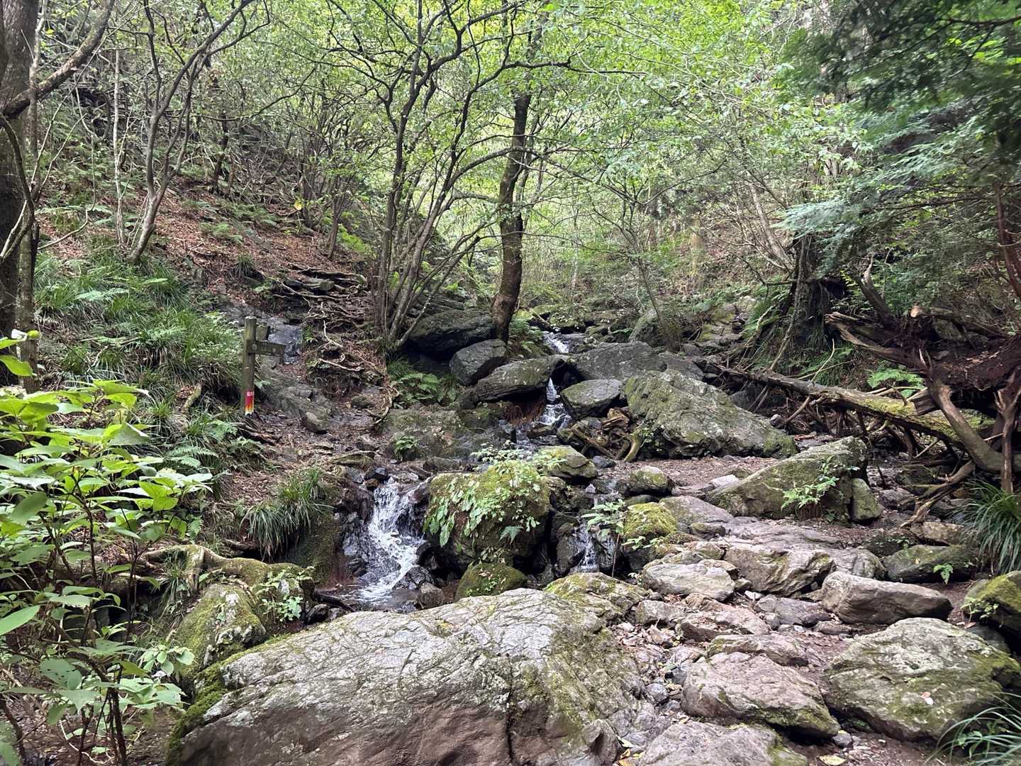 龍泉寺登山口-白谷沢登山口-権次入峠-棒ノ嶺-槇ノ尾山-長 周回コースの写真