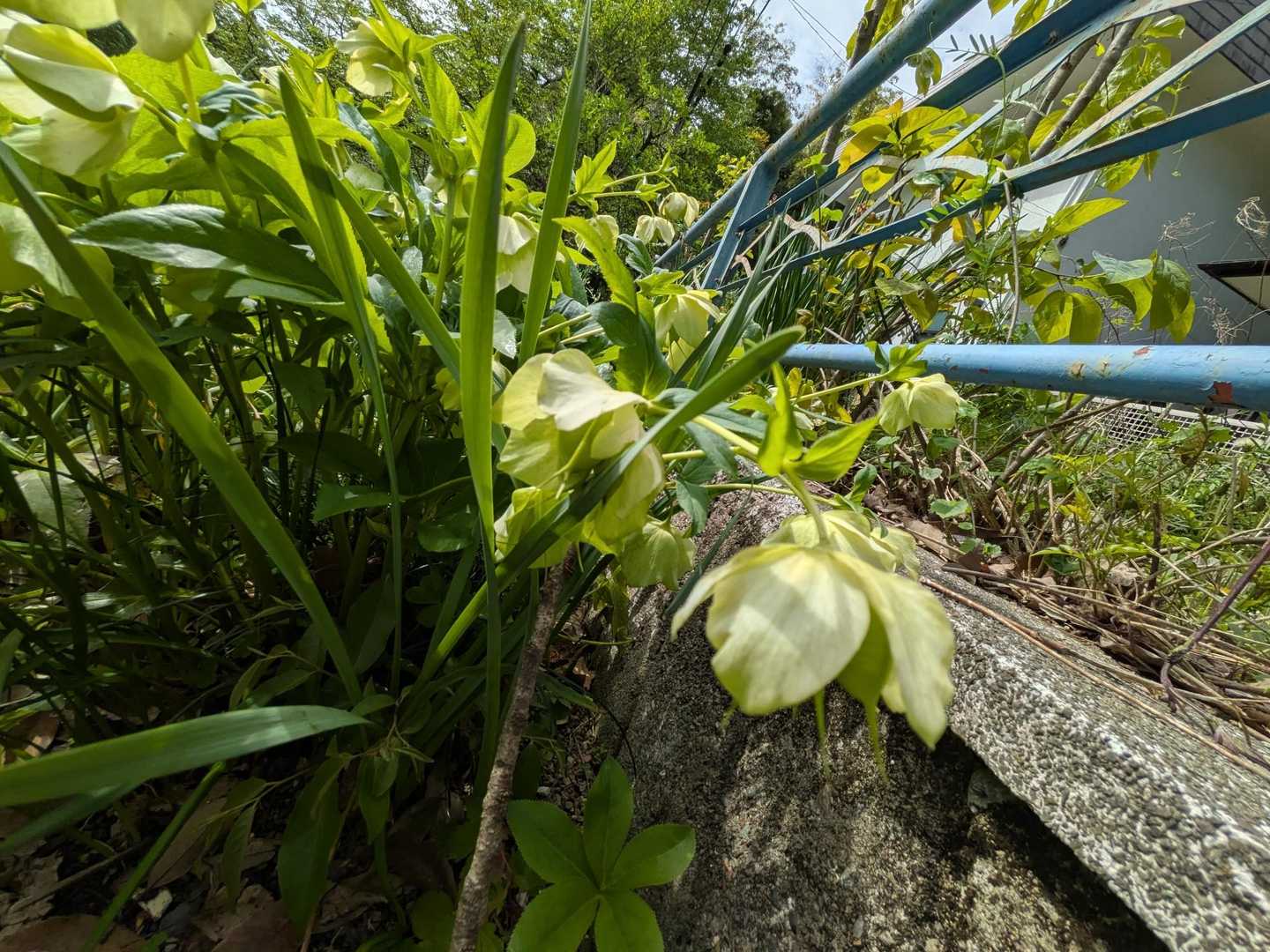 いろいろ花があるね