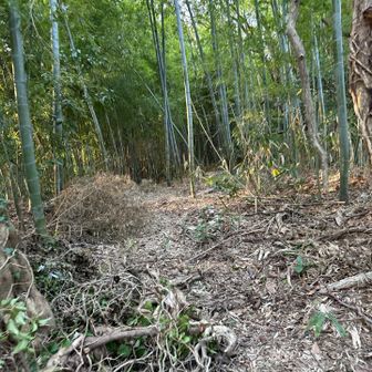 竹林を進みます