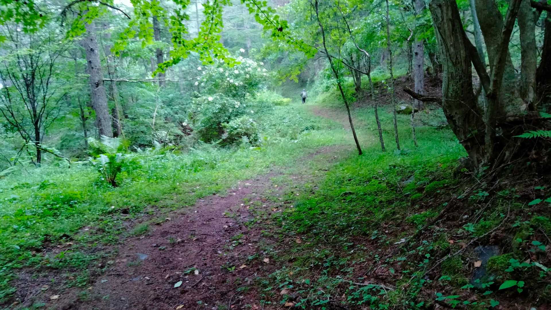 この辺りで雨ザーザー