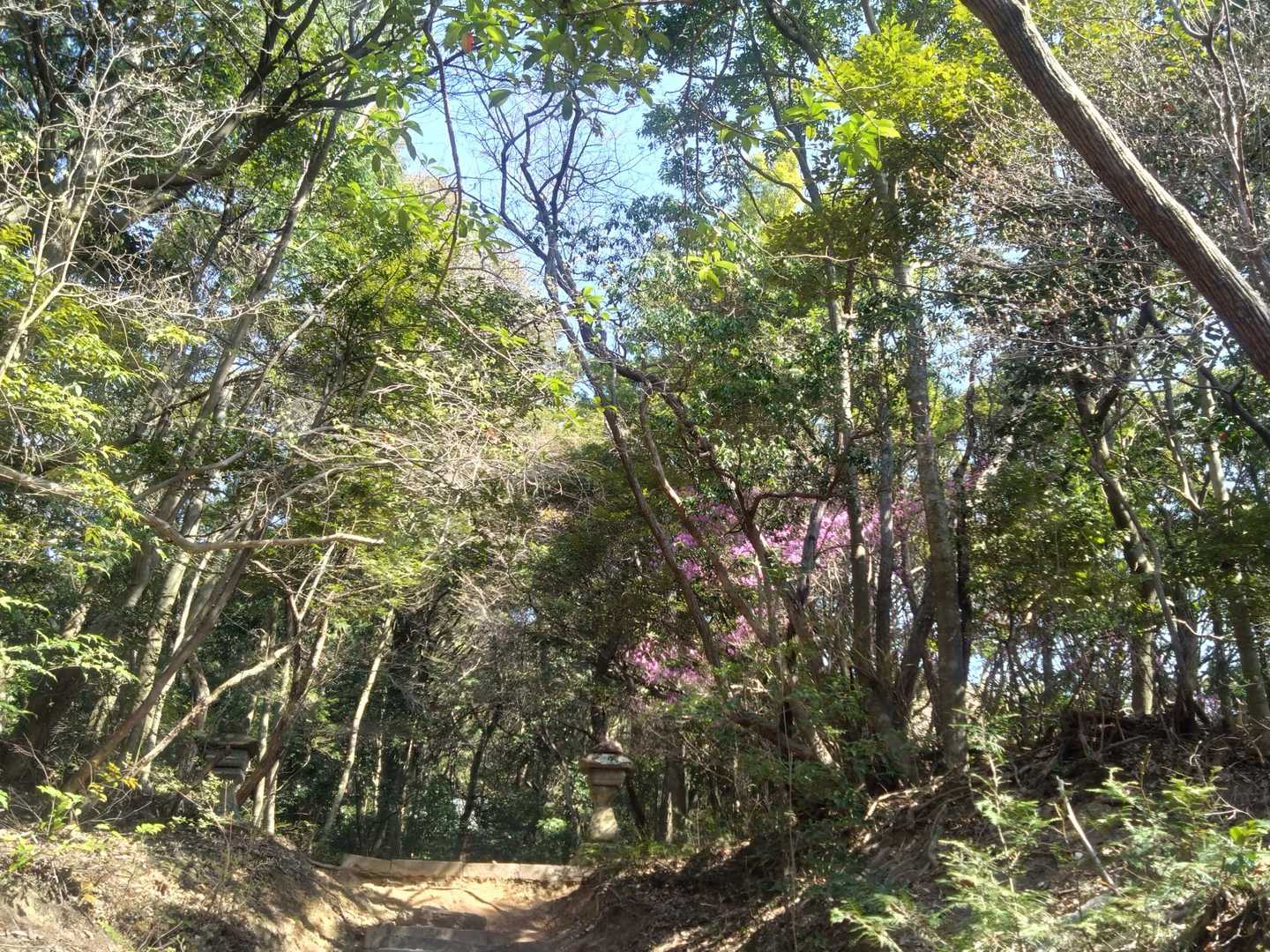 石がゴロゴロ歩きにくくて足元ばかり見ていましたが、ふと顔を上げるとツツジのピンクと石灯篭が