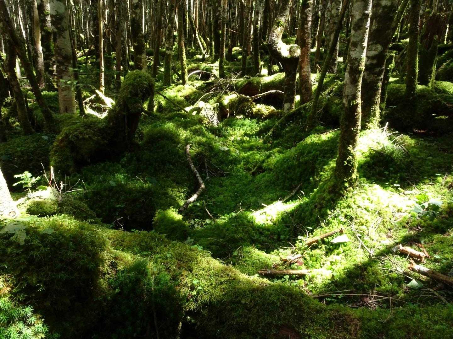 苔モフ〜😍