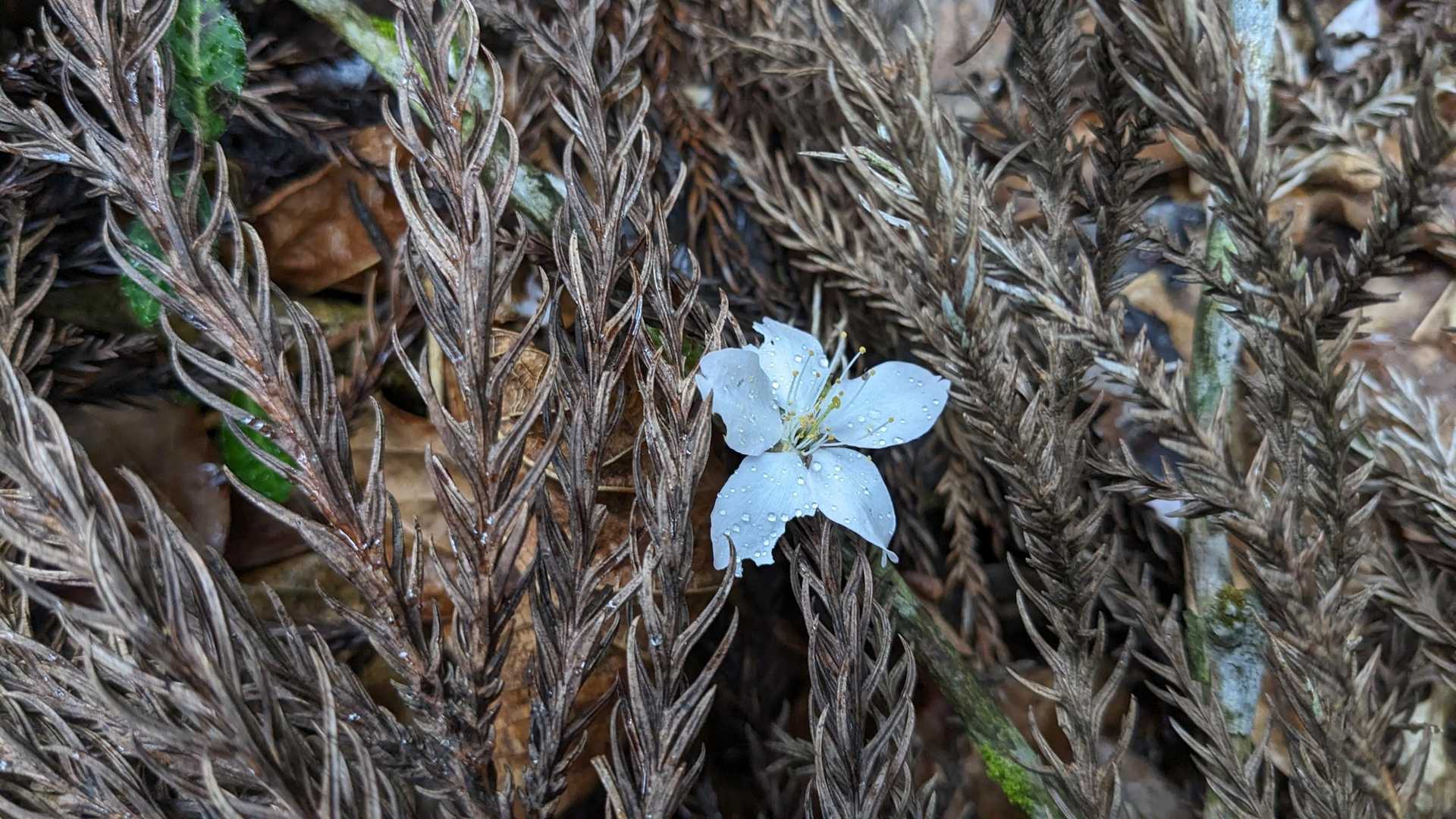 何の花？