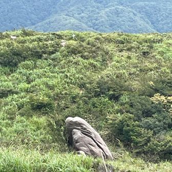 マゴチ岩