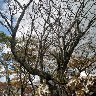 石灰岩の上に立ち上がった木　
盆栽のよう
