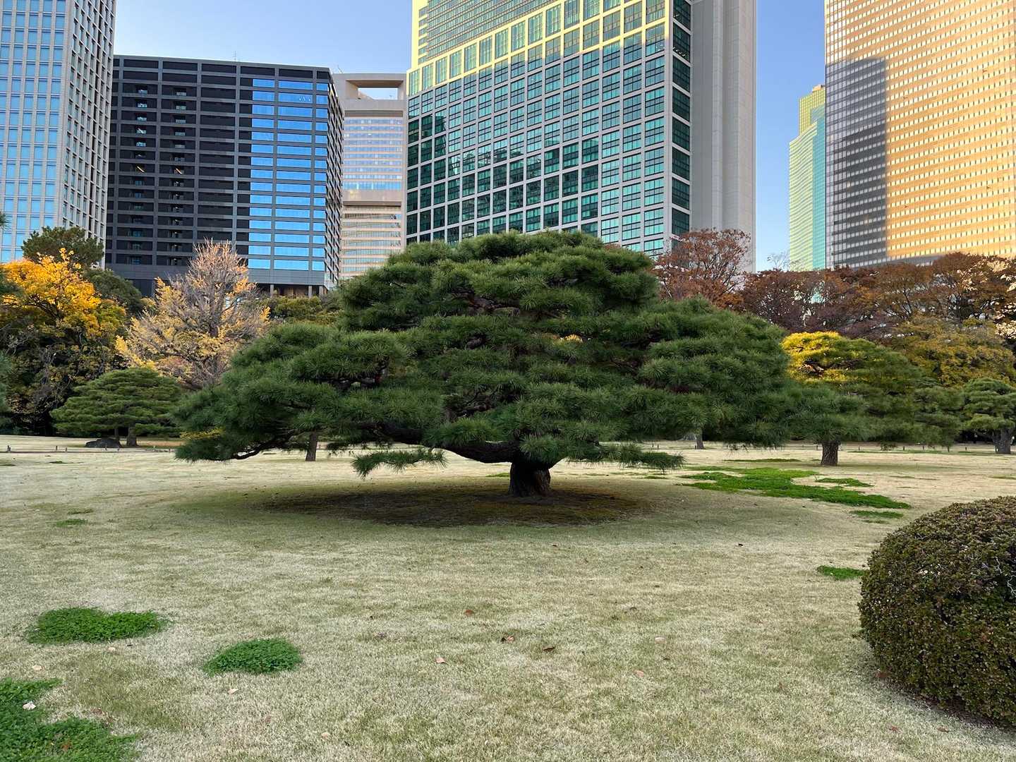 この木なんの木気になる木みたいな樹形の松