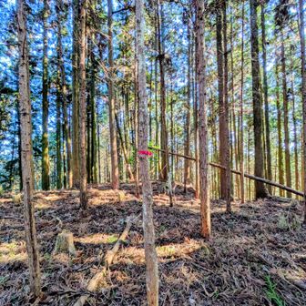 山頂に着いたみたいですが、山頂プレート見あたりません🤔