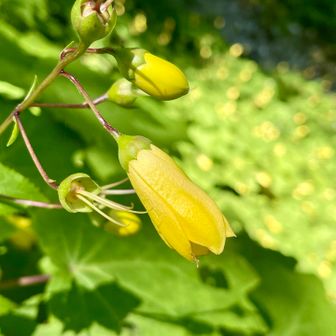小さな黄色🟡いナス？バナナ🍌？😆