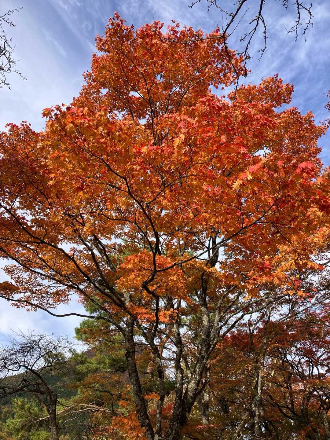 オレンジ🧡もあるで😀