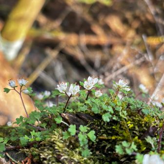 ハナネコちゃん　赤い部分が少ないのが多いなと思ってました　虫が食べちゃうそうです