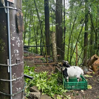 屋久島ヤギです。子ヤギではなく小型の種。