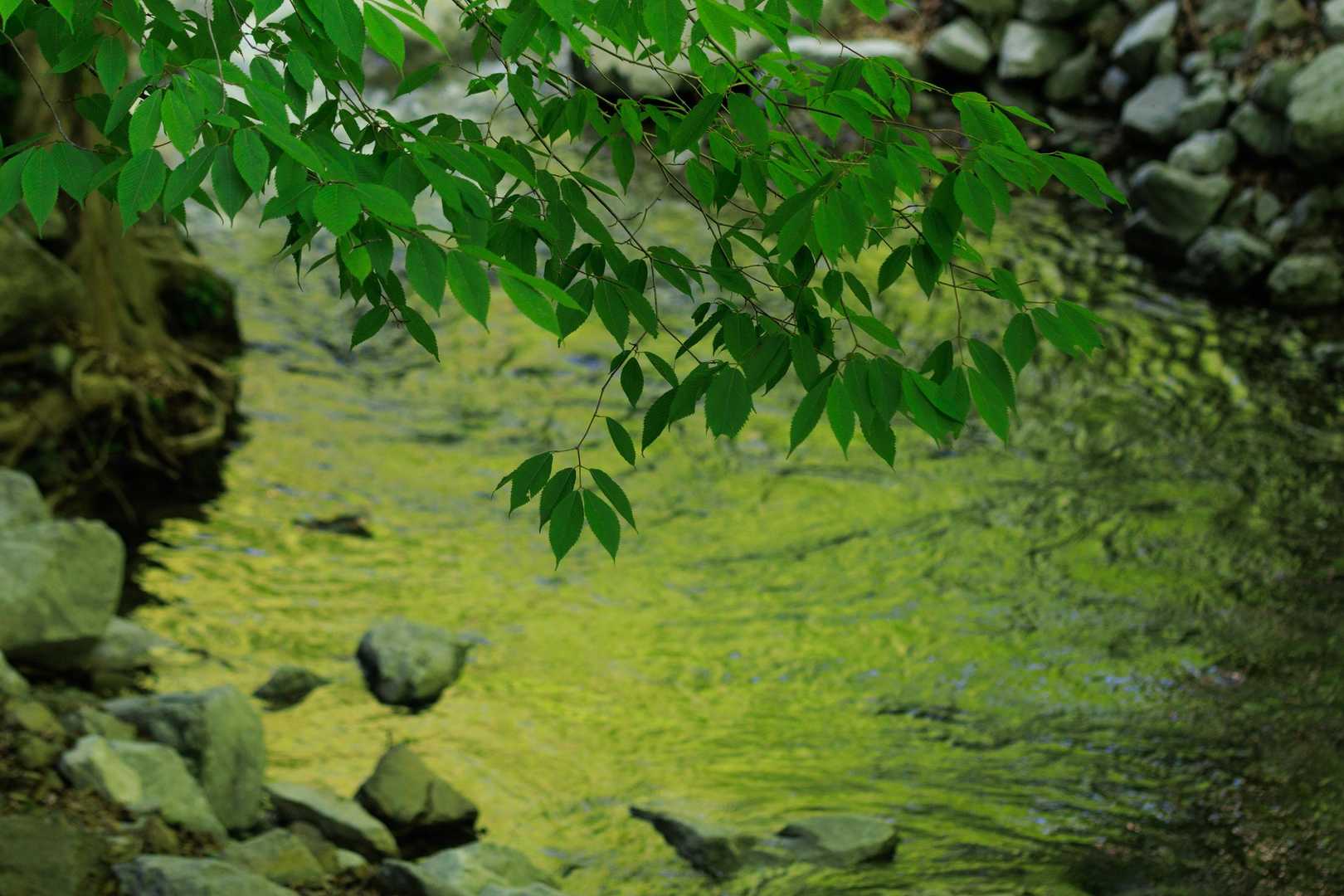 水面に新緑の写り込み
