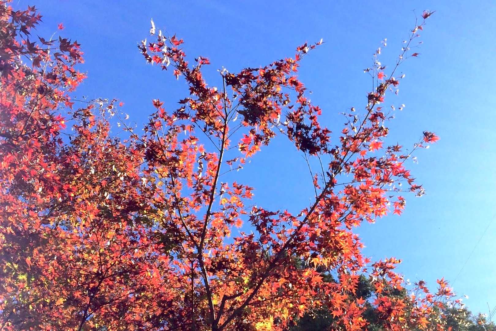 朝の青空、天気がいいと足取りが軽やかになります