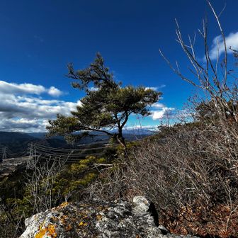 松の木と青空　男体山がかすかに👀