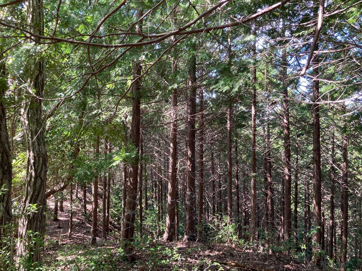 息障寺-岩尾山 往復コースの写真