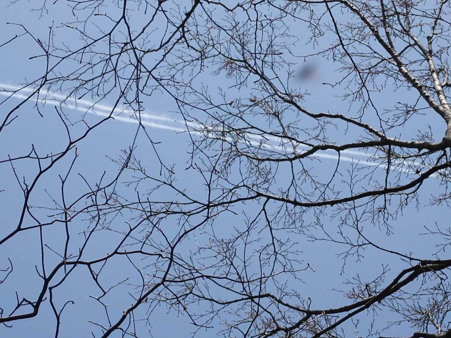 青空に飛行機雲発見 ‼️
良い天気です 🤗